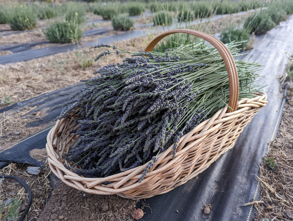 Dried Lavender | Lighthouse Herb'n Farm